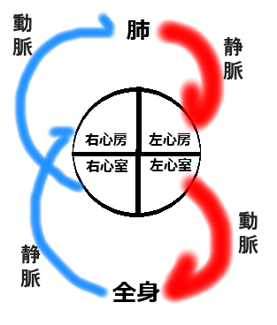 血液循環